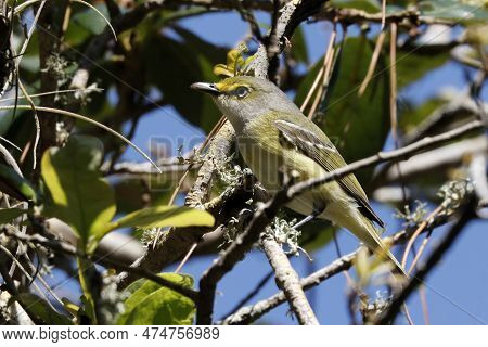 A White-eyed Vireo, Vireo Griseus With Yellow Sides Perches On A Tree Branch In The Woods In Florida