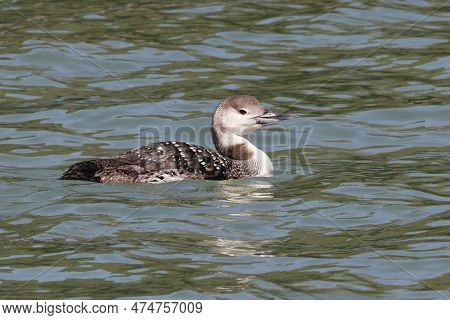 A Common Loon Swimming In A Calm Bay In Florida In Nonbreeding Plumage During Winter