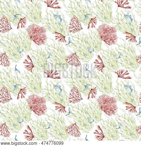 Seamless Pattern Of Laminaria And Coral Watercolor Isolated On White Background. Pink Agar Agar, Sea