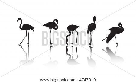 火烈鸟剪影