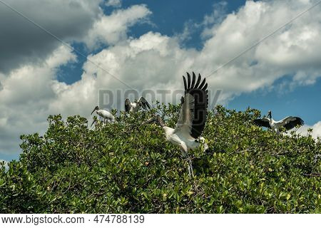 Caloosahatchee River In Fort Myers And Pelicans Birds On Tree. Usa