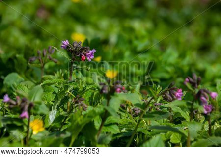 Pulmonaria, Lungwort Flowers Of Different Shades Of Violet In One Inflorescence. Honey Plant Of Ukra