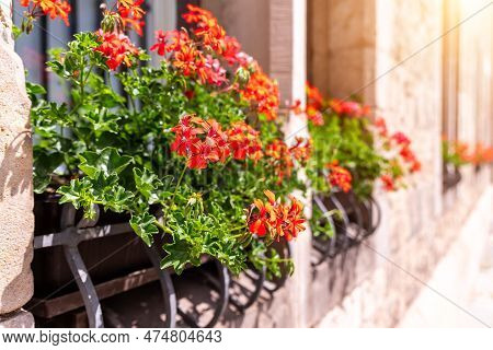 Fresh Red Green Pelargonium Flowers In Flowerpot Box On Windowsill Of Old Stone Ancient Buolding Fac