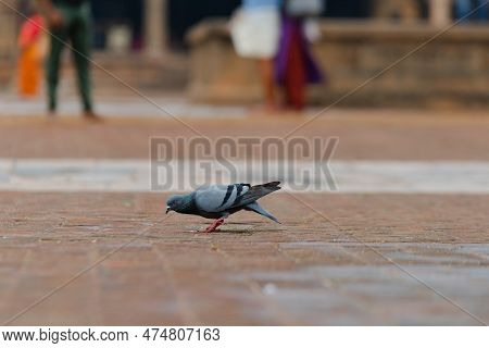 Rock Pigeon Roaming On The Temple. Rock, Pigeon, Roaming, Temple, Animal,