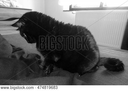Chomutov, Czechia - March 15, 2023: Black Cat Violka At Play