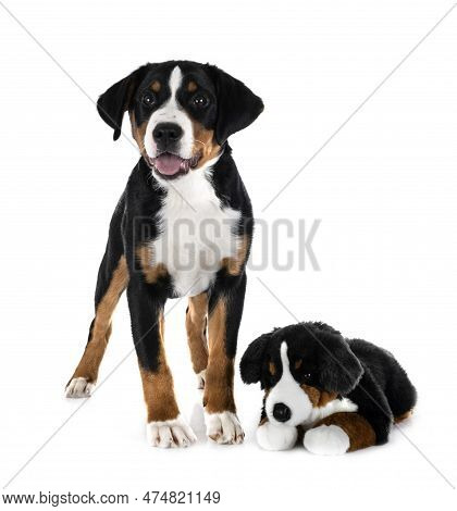 Puppy Appenzeller Sennenhund In Front Of White Background
