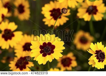 Many Plains Coreopsis Bright Yellow Wild Flowers Native To Americas Growing In The Garden.