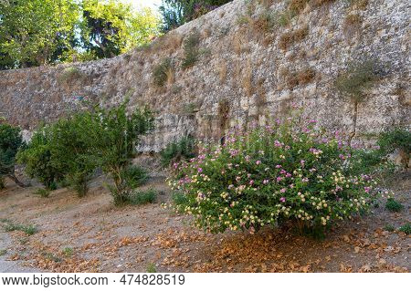 Pink Lantana On Background Of Walls Of Citadel Of Medieval City Rhodes. Principal City On Island Of 