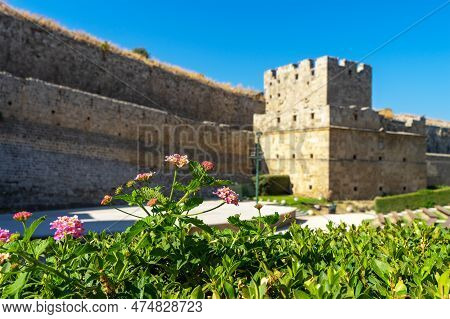 Selective Focus On Pink Lantana On Blurred Background Of Walls Of Citadel Of Medieval City Rhodes. P