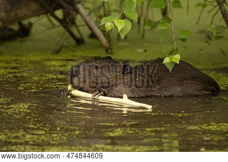 Fluffy Cute Beaver Is Sitting In The Water Of The Pond In Summer And Eating A Twig, Green Foliage Of