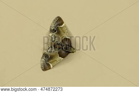 A Night Moth Butterfly On The Wall, The Meal Moth (pyralis Farinalis) A Cosmopolitan Moth Of The Fam