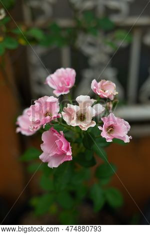 Texas Bluebell (eustoma Exaltatum Subsp. Russellianum) Is A Flowering Plant Species Native To The Gr