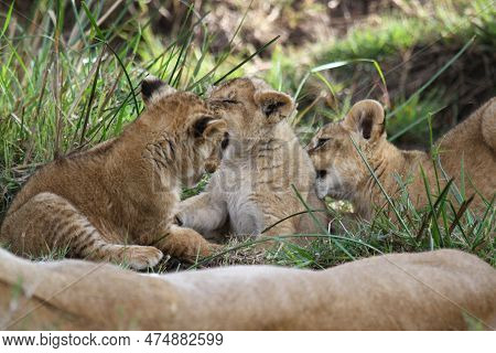 Cute Lion Cub Agrresively Attacks And Bites His Two Siblings