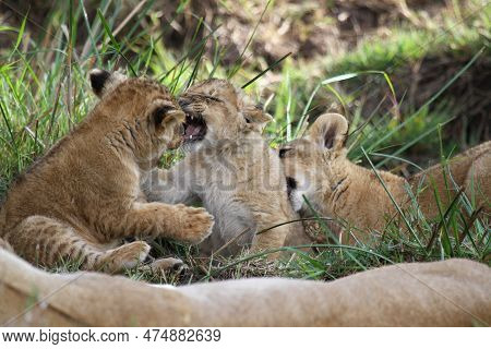 Cute Lion Cub Agrresively Attacks And Bites His Two Siblings