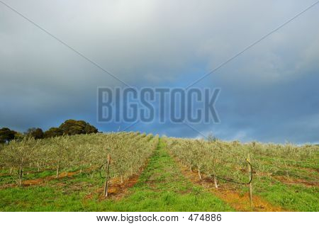 Vinyard