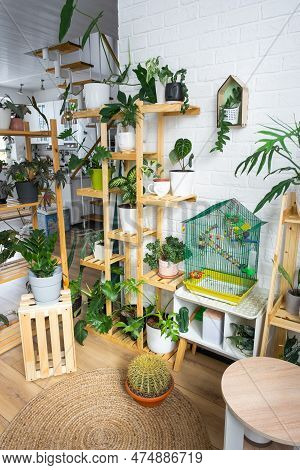A Cage With A Budgie Stands In A Living Corner Of The House Among Shelving With A Group Of Indoor Pl