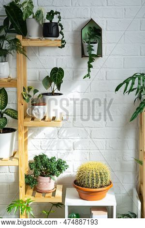 Large Echinocactus Gruzoni In The Interior Of A Green House With Shelving Collections Of Domestic Pl