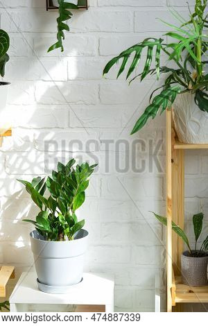 Unpretentious And Popular Zamiokulkas In Interior Of A Green House With Shelving Collections Of Dome