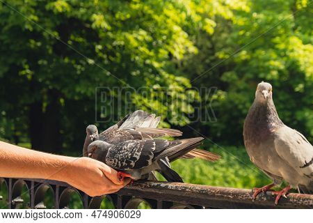 Hand Feeding Pigeons Flying In The City. Feeding Birds Pigeons From Hands. She Holds Oats In Her Ope