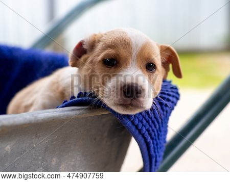 Small Cute Dog In The Yard. Sad Beige And White Stray Dog In A Wheelbarrow Covered With Fabric Looki