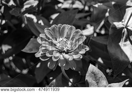 Beautiful Wild Growing Flower Zinnia Elegans On Background Meadow