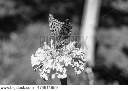Beautiful Flower Butterfly Monarch On Background Meadow
