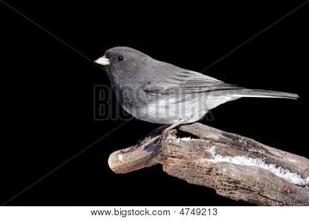 Junco musta