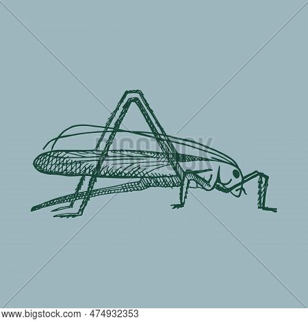 Green Grasshopper In Vintage Style. Jumping Insect, Grig. Drawn By Hand. Vector Illustration. Design