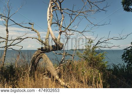 Panorama Of A Lake With A Dry Tree In The Foreground Against The Sky