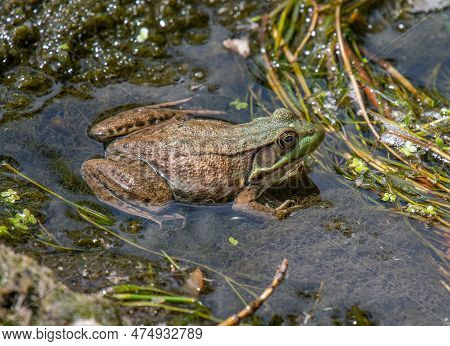 A Large Green Frog Resting On Thick Aquatic Vegetation In A Wisconsin Wetland.