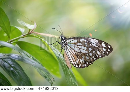 Blue Glassy Tiger Butterfly , Closeup Blue Butterfly Flower. Beautiful Butterfly On Leaf. A Beautifu