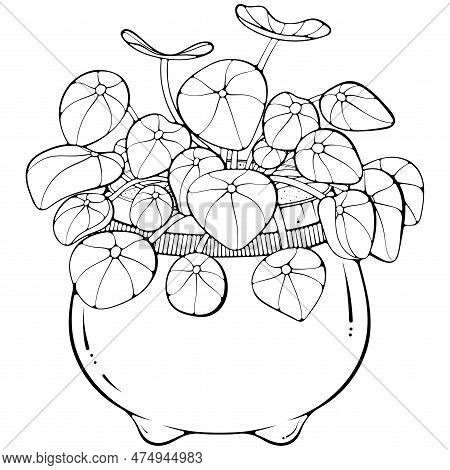 Pilea Chinese Money Plant In A Pot. Vector Illustrations In Hand Drawn Sketch Doodle Style Isolated 