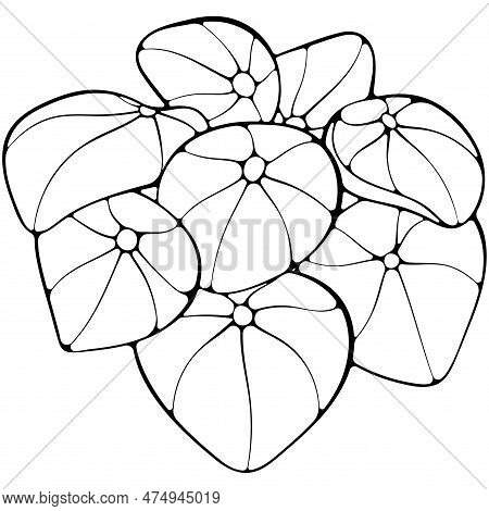 Pilea Chinese Money Plant Leaves. House Plant. Oval Leaves. Vector Illustrations In Hand Drawn Sketc