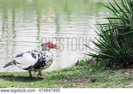 Muscovy Duck Large Species Of Ducks, Wild Populations, Domesticated By Man. Cairina Moschata Standin