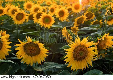 Landscape Of Sunflower Field With Big Flowers In Front