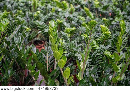 Cultivation Of Differenent Tropical And Exotic Indoor Palms And Evergreen Plants In Glasshouse In We