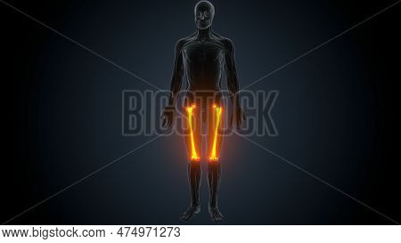 3d Illustration Of Human Femur Bone Anatomy.