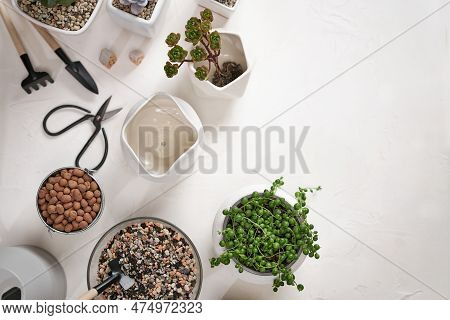 Echeveria, Aeonium And Senecio Rowley House Potted Plants On A Table Indoors