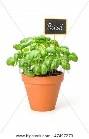 木製のラベルで粘土鍋にバジル