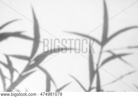 Abstract Natural Tree Leaves Shadow On White Wall Background