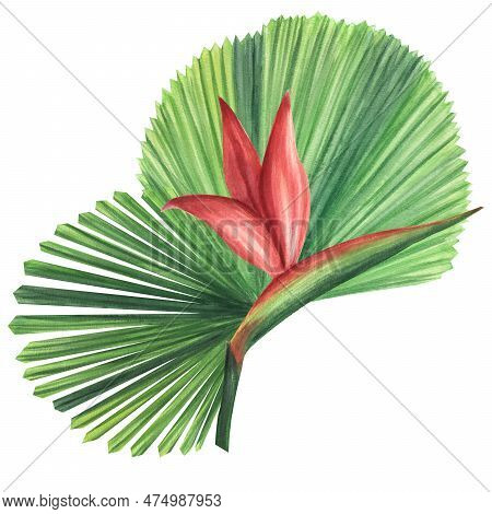 Green Palm Leaves Licuala Strelitzia Flower. Jungle Tropical Exotic Foliage. Hand-drawn Watercolor I