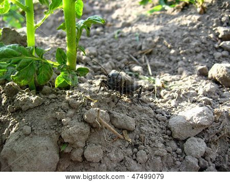 Black Ugly Gryllotalpa