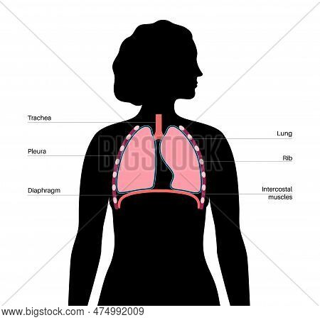 Respiratory System Medical Poster. Internal Organs Of Breathing In Female Silhouette. Airways, Trach