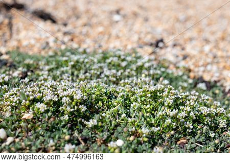 Scurvygrass (cochlearia Officinalis) Flowers