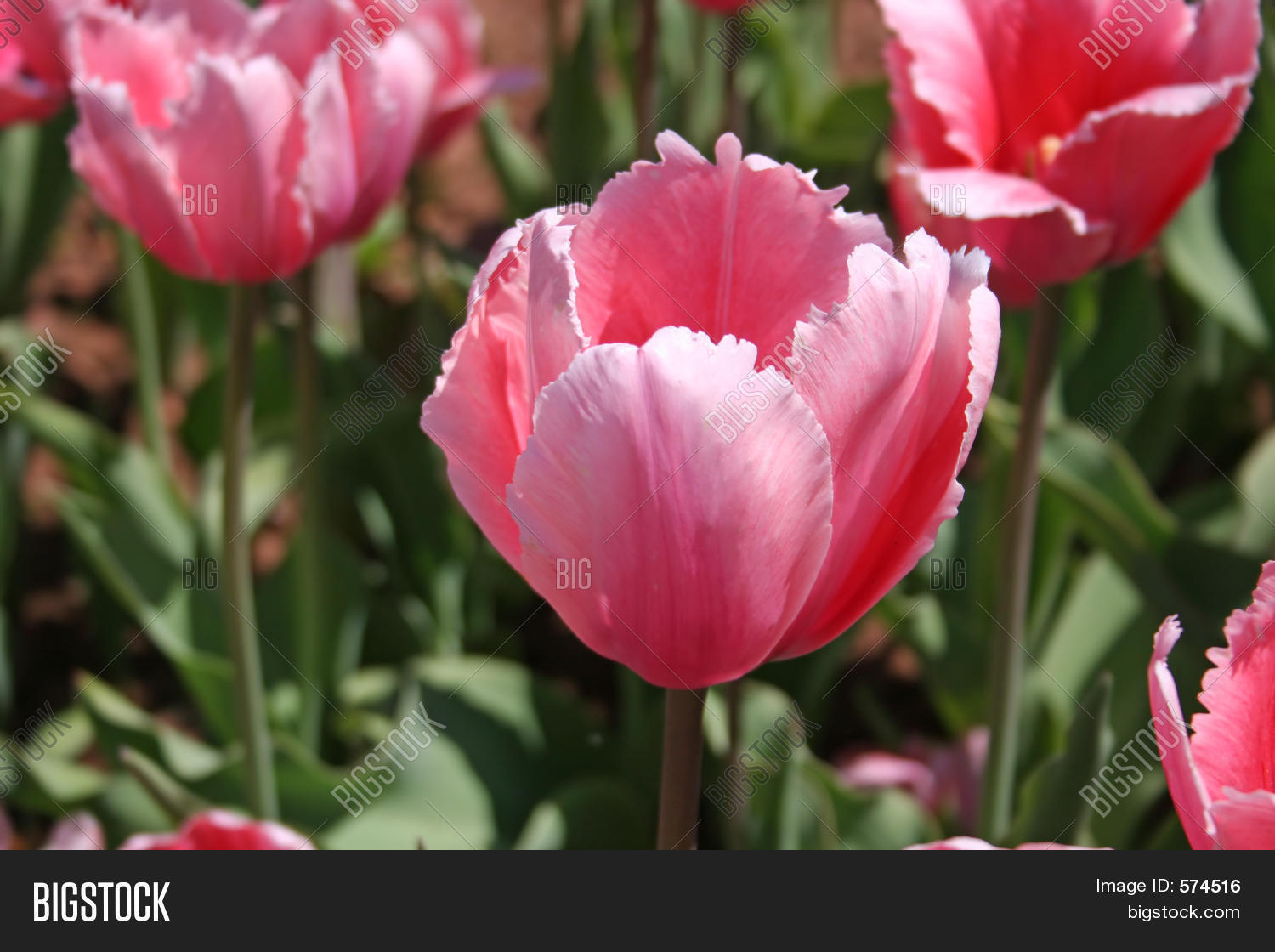 Pink Fringed Tulips Image & Photo (Free Trial) Bigstock