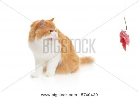 Gato y un gancho de pesca con carne