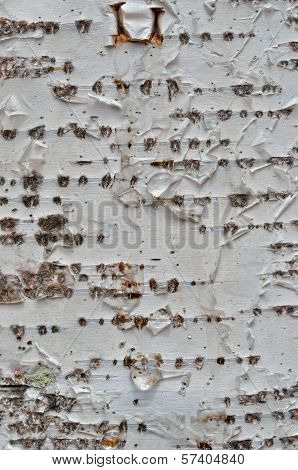 Birchbark With Drops Of Juice