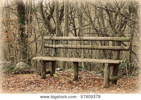 Bench In The Woods