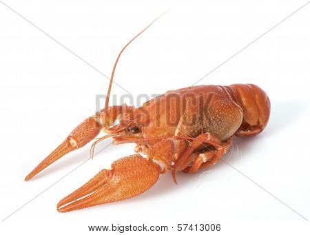 River Crayfish