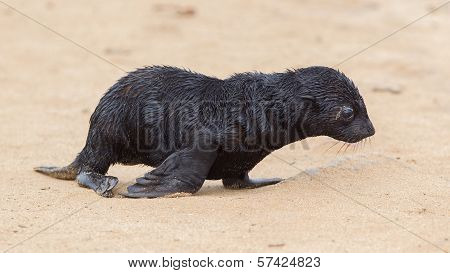 Cape Fur Seal (arctocephalus Pusillus)